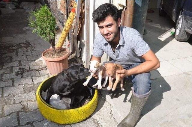 Köpekten İnsanlık Dersi