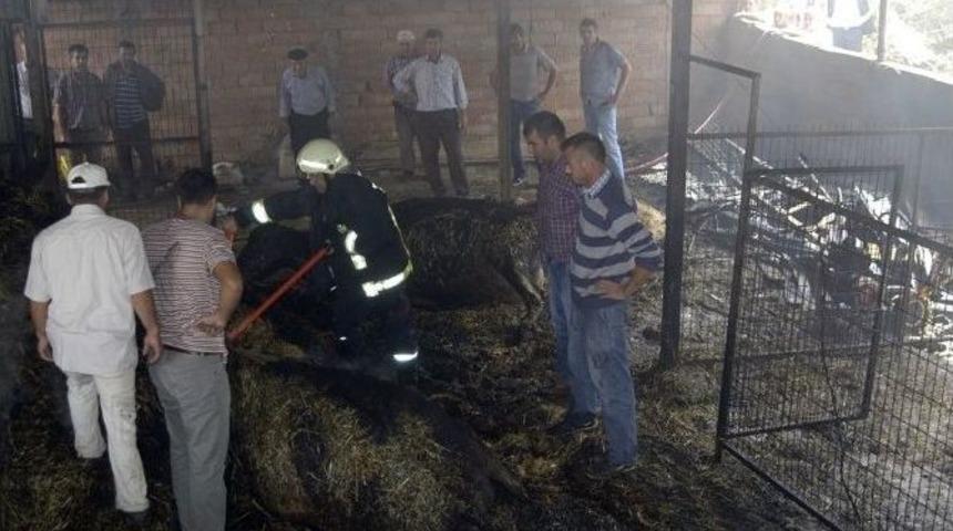 Ahırda &Ccedil;ıkan Yangında 6 İnek Telef Oldu