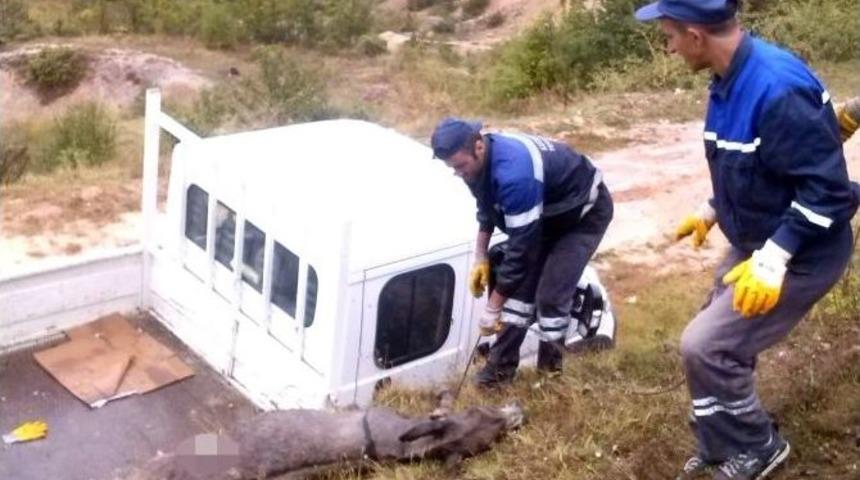 Kastamonu&rsquo;da A&ccedil; Kalan Kurtlar Eşeği Par&ccedil;aladı
