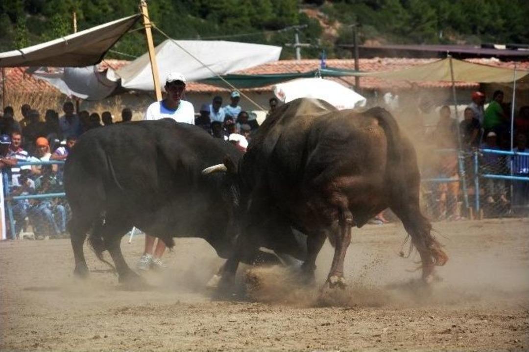 Boğalar Spor İ&ccedil;in G&uuml;reşti