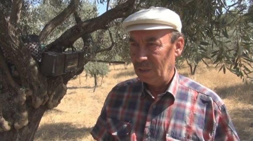 Aydınlı Fıstık &Uuml;reticisi &Ccedil;&ouml;z&uuml;m&uuml; Arabeskte Buldu