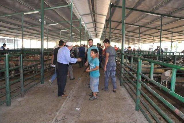 Kurbanlık Fiyatlarında Ter&ouml;r Artışı 1