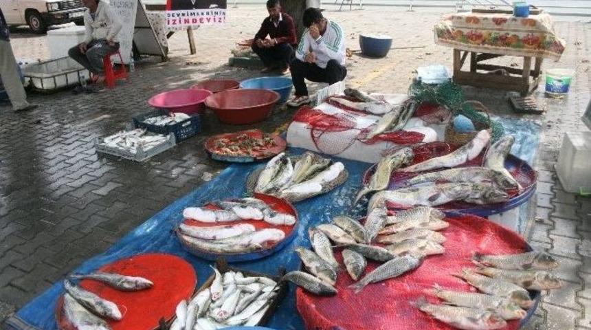 G&ouml;lyazı&rsquo;daki Balık M&uuml;zayedesi İlgi G&ouml;r&uuml;yor