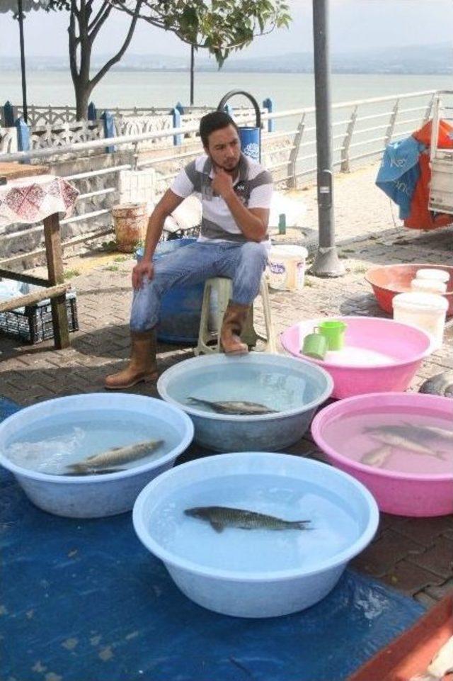 Gölyazı’daki Balık Müzayedesi İlgi Görüyor