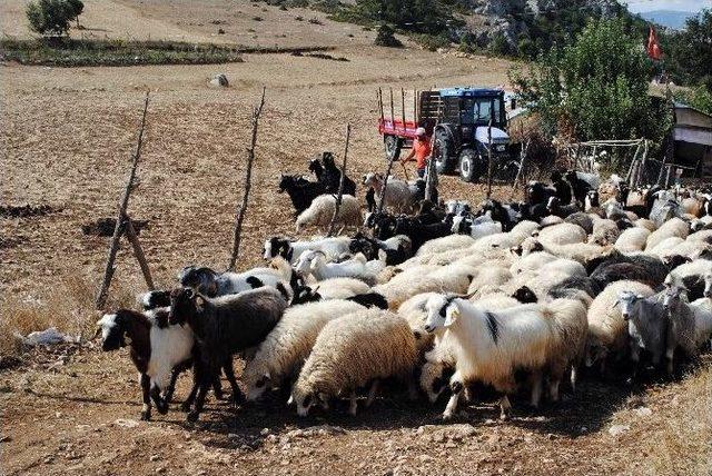 Başlık Parasıyla Dolandırılan &Ccedil;obanı Polis Kurtardı 3