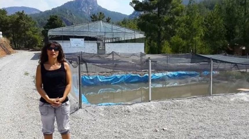 T&uuml;rkiye'nin Ilk Kurbağa &Uuml;retim Tesisi Kuruldu