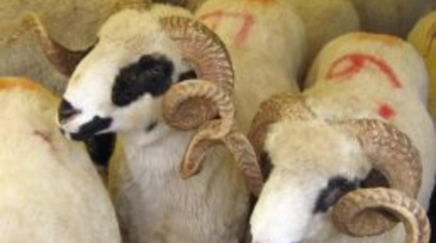 Diyarbakır B&uuml;y&uuml;kşehir Belediyesinden Kurban Kampanyası