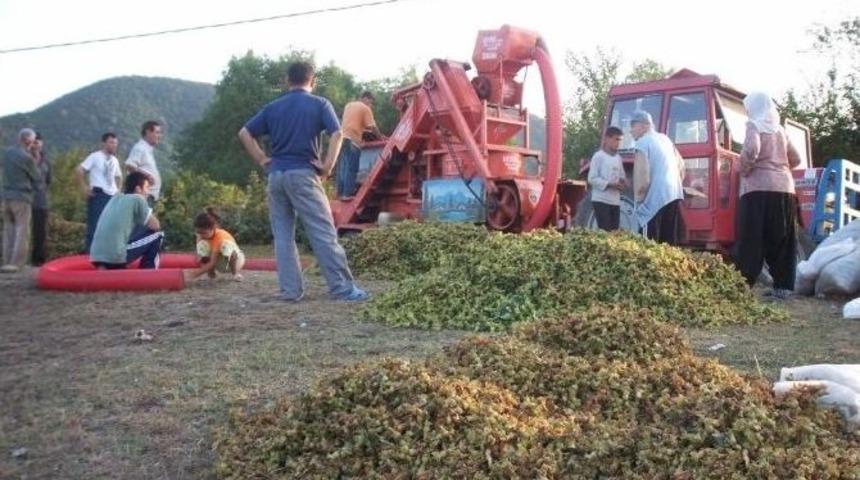 "fındık Zurufu, Organik G&uuml;bre"