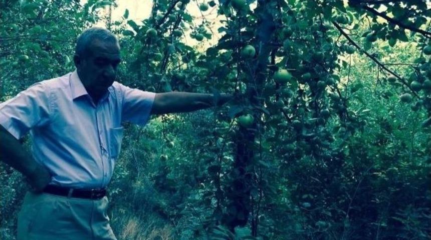 Üç Bin Meyve Ağacının Tek İhtiyacı Su