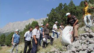 Sütçüler Kekiğinde Hasat Başladı