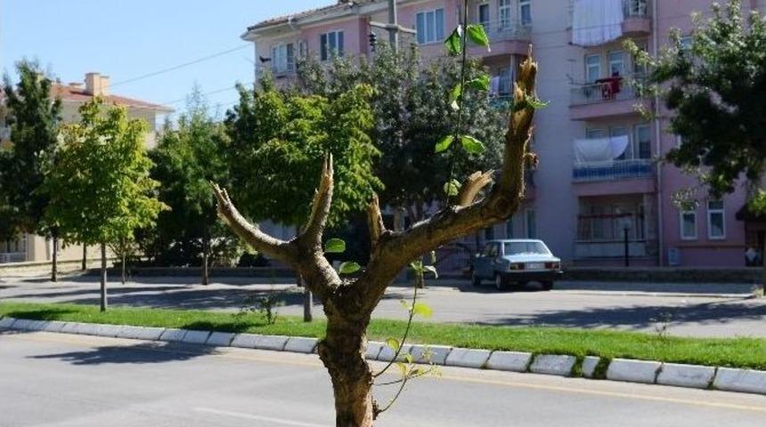 Yol Kenarındaki Onlarca Ağacı Kırdılar