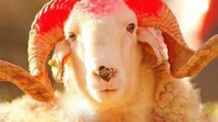 Kurbanlık Uyarısı