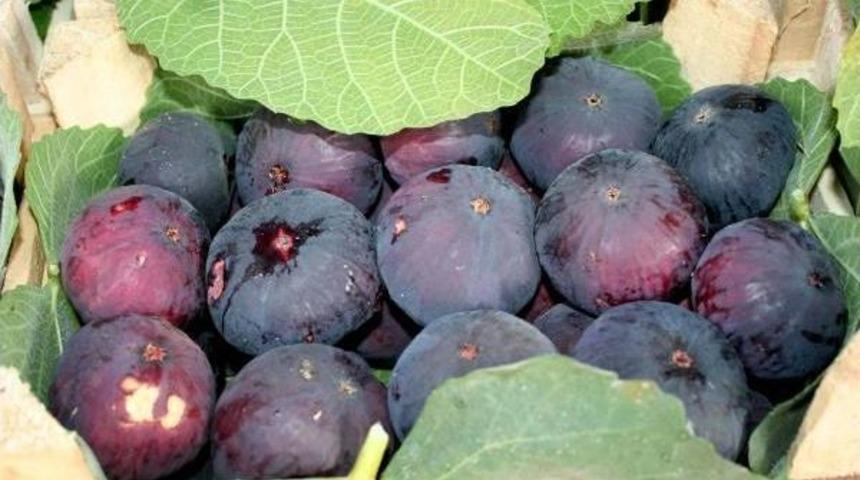 Torosların Eteğinde Yetişen 'sinap Inciri' Ge&ccedil;im Kaynağı Oldu