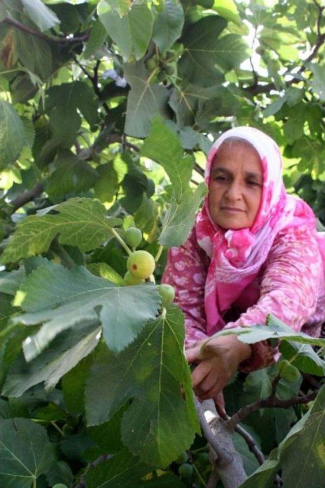 Torosların Eteğinde Yetişen 'sinap Inciri' Geçim Kaynağı Oldu