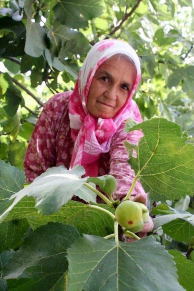 Torosların Eteğinde Yetişen 'sinap Inciri' Geçim Kaynağı Oldu