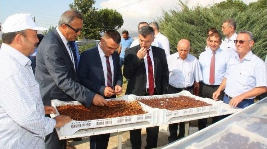 Vali Bektaş, Alaşehir&rsquo;de Kurutma Tesisini İnceledi