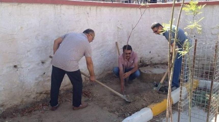 &Ouml;ğretmenler, Fidanları Fidan Dikerek Beklemeye Başladı