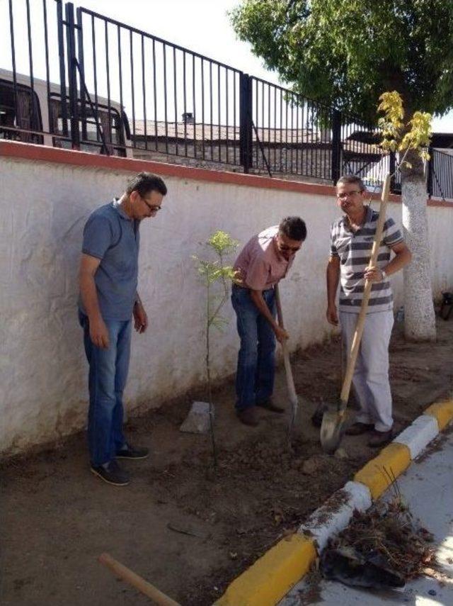 Öğretmenler, Fidanları Fidan Dikerek Beklemeye Başladı