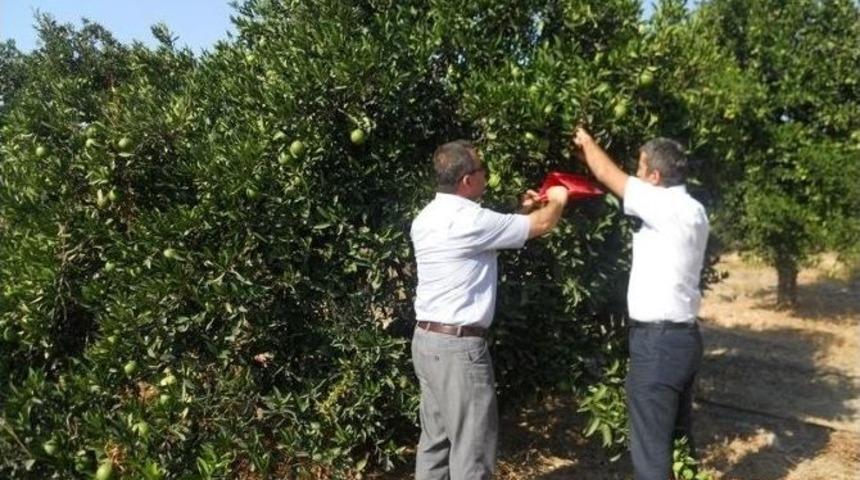 Dalaman&rsquo;da Akdeniz Meyve Sineği M&uuml;cadelesi Başladı