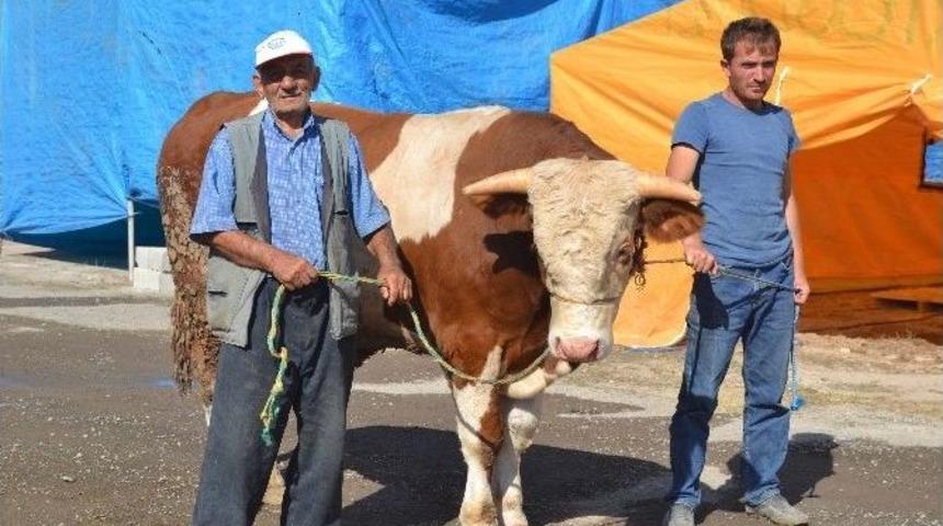 1 Tonluk Kurbanlık Tosun 15 Bin Tl&rsquo;ye Alıcısını Bekliyor