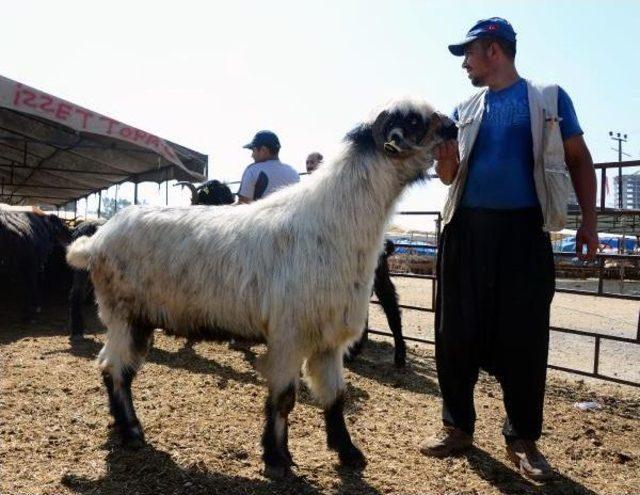 160 Kiloluk Kurbanlık Teke 1600 Liraya Satıldı