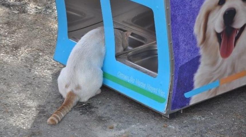 Menderes&rsquo;te Sokak Hayvanlarına Mamamatik