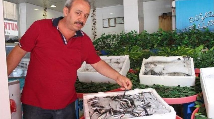 Niğde&rsquo;de Hamsiler Tezgahta Yerini Aldı