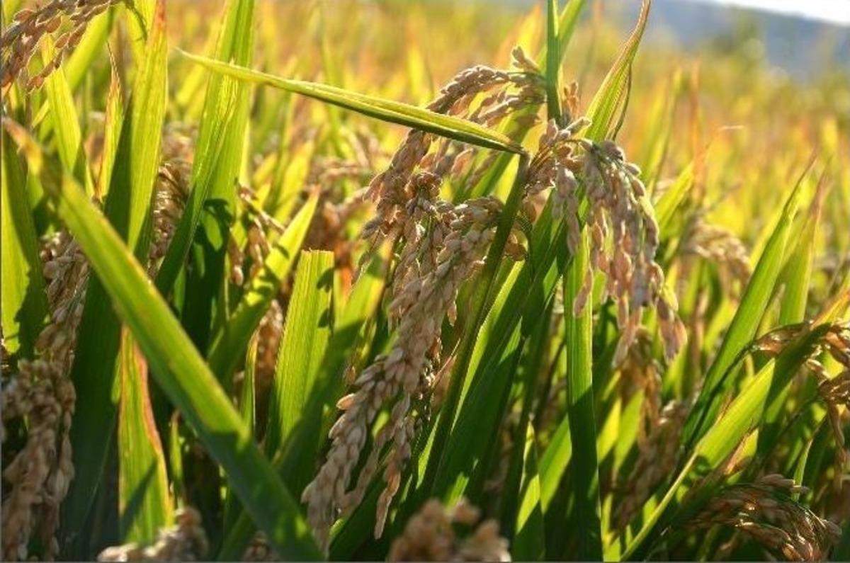 (&ouml;zel Haber) Osmancık&rsquo;ta &rsquo;beyaz Altın&rsquo; Hasadı Başladı