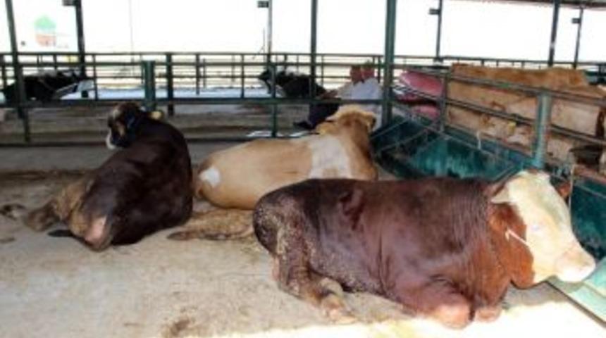 Kurbanda Kurallara Uymayanlara Ceza Yağacak