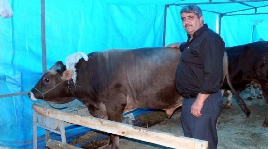 Ziraat Odası Başkanı: Kurbanlık Alırken Doğulu-Batılı Ayrımı Yanlış