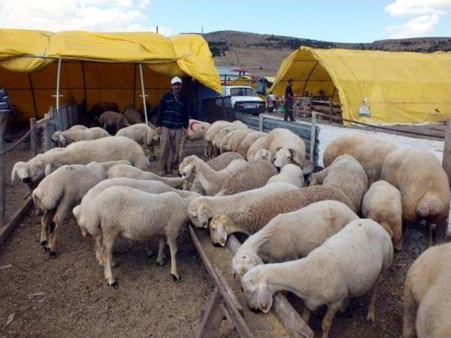 Ziraat Odası Başkanı: Kurbanlık Alırken Doğulu-Batılı Ayrımı Yanlış