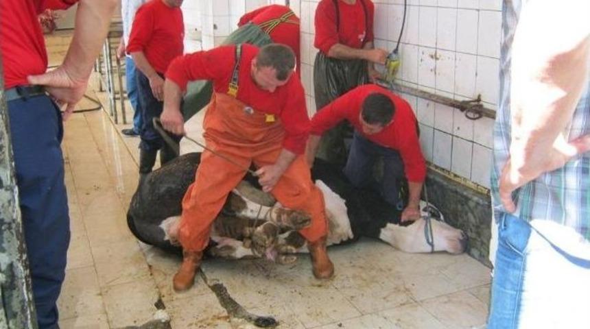 Kurban &Ouml;ncesinde Kasaplara Uygulamalı Kurs