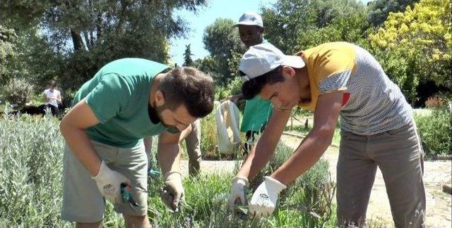 Tıbbi Bitkiler Bah&ccedil;esinden &Uuml;niversite &Ouml;ğrencilerine Staj İmkanı 1