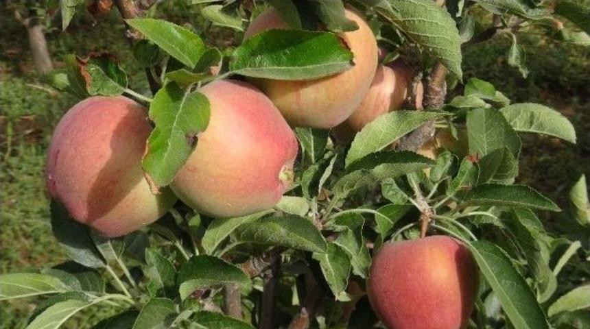 Doğanşehir Elma &Uuml;reticileri Birliği Elma Fiyatlarını Belirledi