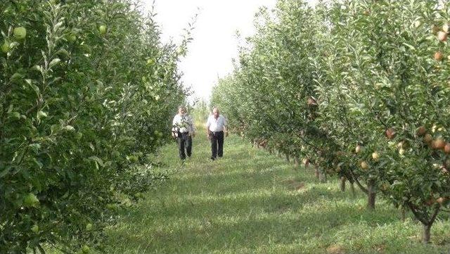 Doğanşehir Elma Üreticileri Birliği Elma Fiyatlarını Belirledi