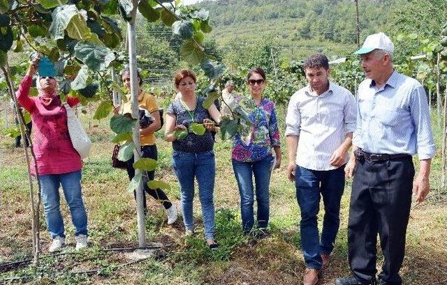 Erdemli Çiftçisi Kiviye Merak Sardı