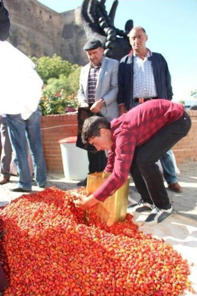Oltu Pazarında Kuşburnu İzdihamı 2