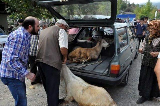 Bartın'da Kurbanlıklar Satışa Çıktı