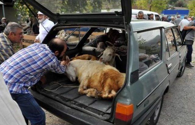 Bartın'da Kurbanlıklar Satışa Çıktı