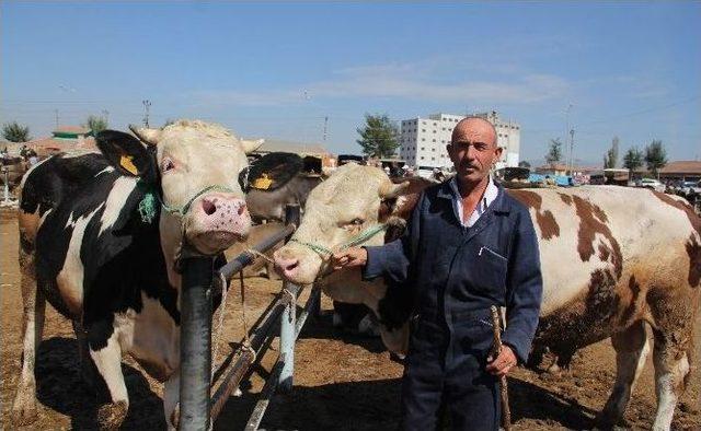 Çorum’da Kurbanlık Sıkıntısı Yok