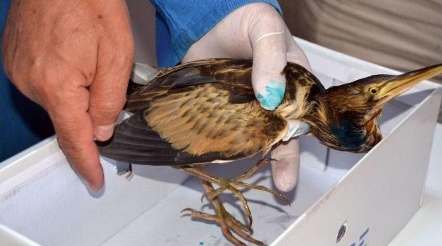 Heron Balkona D&uuml;şt&uuml;