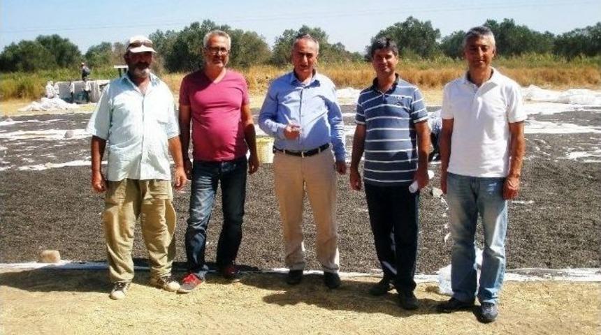 Ayvalık&rsquo;ta Tohumluk Ay&ccedil;i&ccedil;eği &Uuml;reticinin Y&uuml;z&uuml;n&uuml; G&uuml;ld&uuml;rd&uuml;