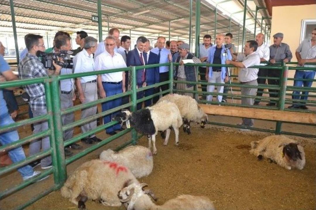Vali Bektaş&rsquo;tan Hayvan Pazarına Ziyaret