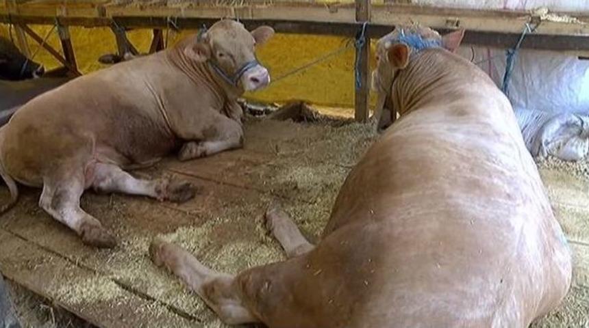 (&ouml;zel Haber) &Uuml;sk&uuml;dar&rsquo;da İkiz Kurbanlık Tosunlar İlgi Odağı