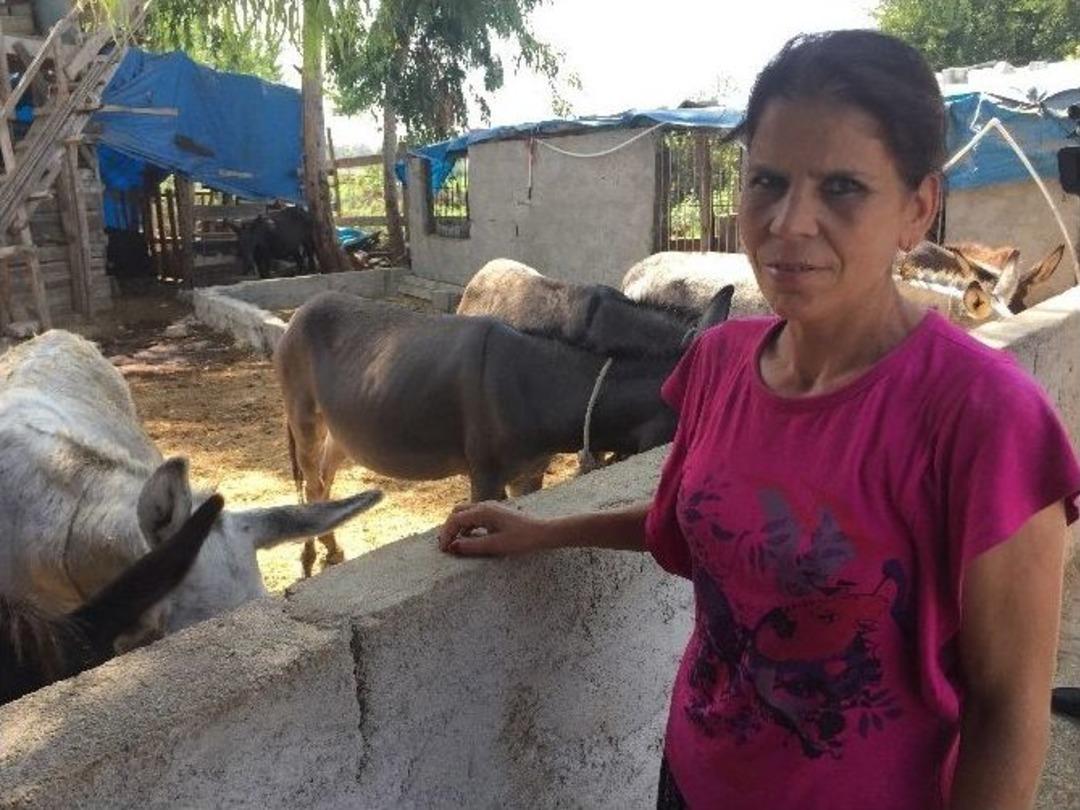 (&ouml;zel Haber) Girişimci Kadın Ekmeğini Eşek S&uuml;t&uuml;nden &Ccedil;ıkarıyor