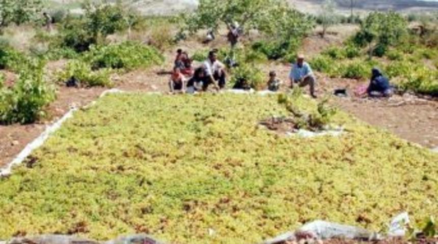 Kilis&rsquo;te &Uuml;z&uuml;mler Kurutulmaya Başlandı