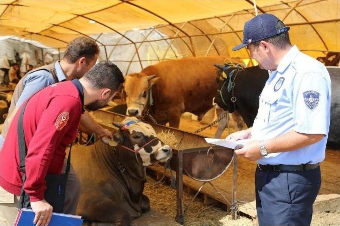 Zabıta Ekipleri Kurban Denetiminde