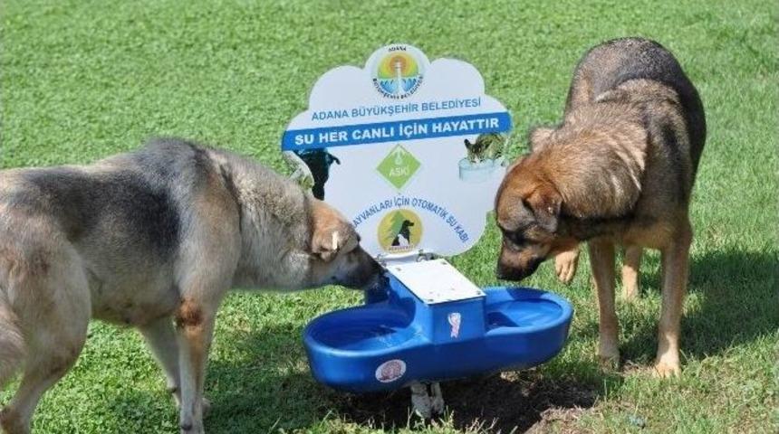 Aski’den Doğal Yaşama Katkı