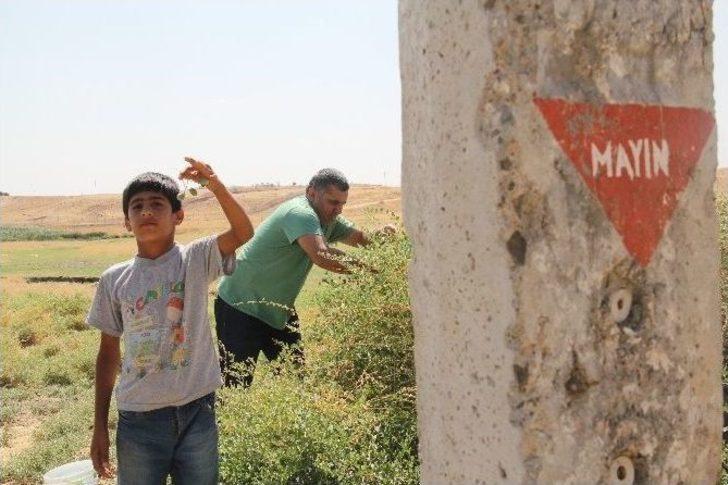 (özel Haber) Mayından Çıkan Derman G1