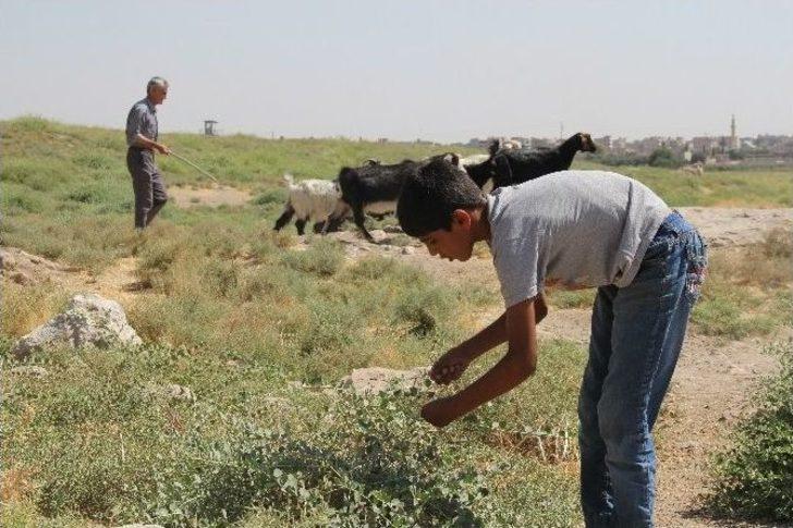 (özel Haber) Mayından Çıkan Derman G5